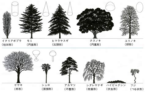 木形|樹形による樹種名の推定 